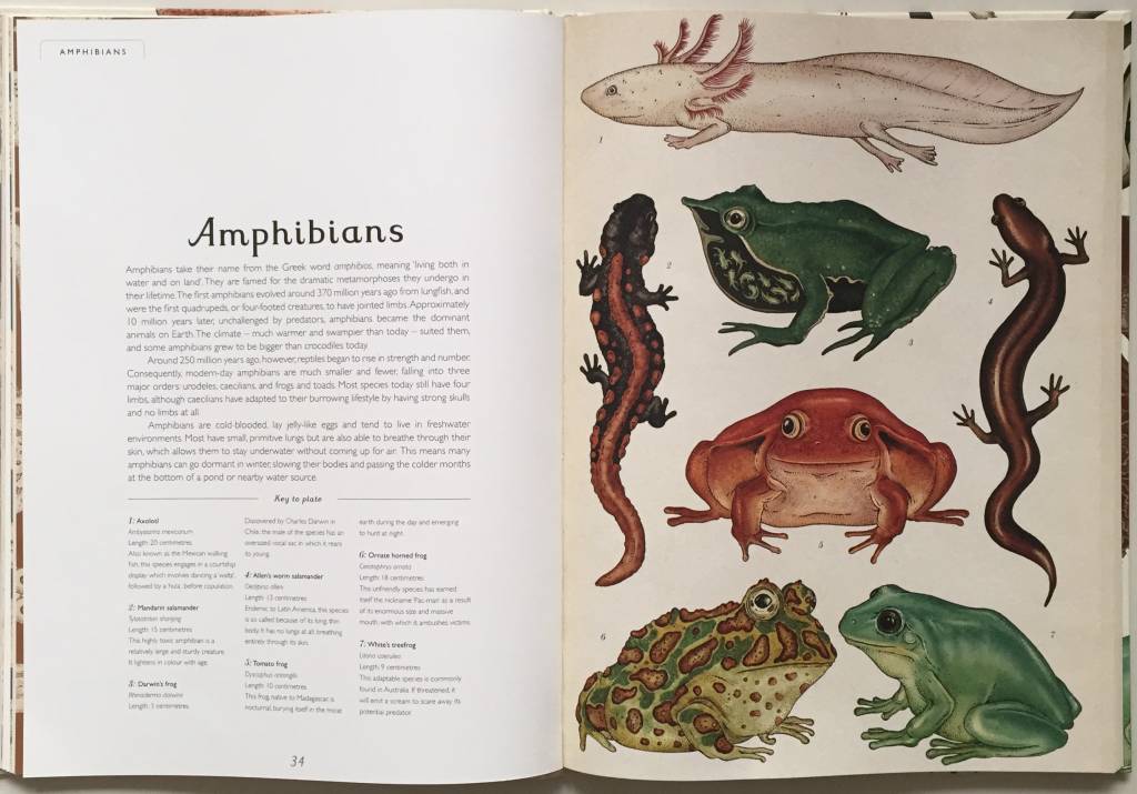 animalium-amphibians-impedimenta-loscuentosdebastian_0