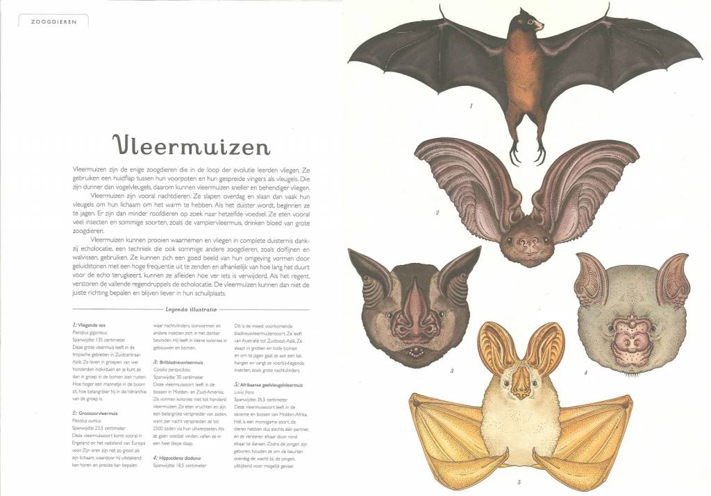 Het dierenboek - vleermuizen